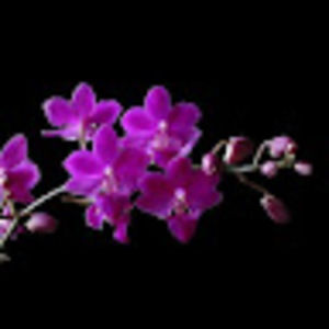 Meet your Posher, Baby boy